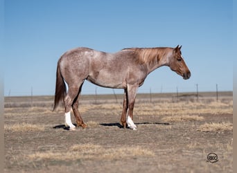 American Quarter Horse, Giumenta, 3 Anni, 157 cm, Roano rosso