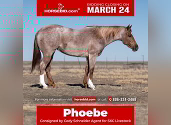 American Quarter Horse, Giumenta, 3 Anni, 157 cm, Roano rosso
