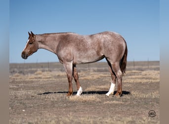 American Quarter Horse, Giumenta, 3 Anni, 157 cm, Roano rosso