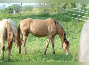 American Quarter Horse Mix, Giumenta, 3 Anni, 158 cm, Champagne