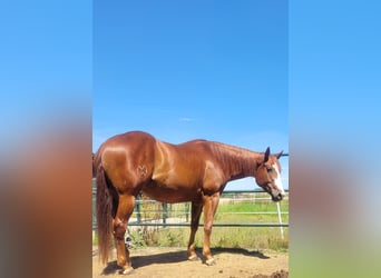 American Quarter Horse, Giumenta, 3 Anni, 158 cm, Sauro