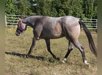 American Quarter Horse, Giumenta, 3 Anni, 160 cm, Baio roano