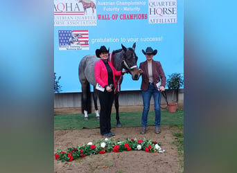 American Quarter Horse, Giumenta, 3 Anni, 160 cm, Baio roano