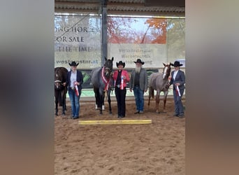 American Quarter Horse, Giumenta, 3 Anni, 160 cm, Baio roano