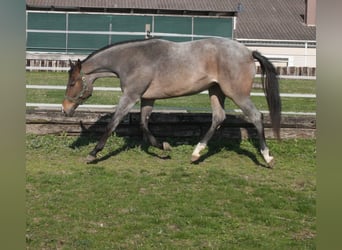 American Quarter Horse, Giumenta, 3 Anni, 160 cm, Baio roano