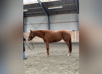 American Quarter Horse, Giumenta, 3 Anni, 160 cm, Sauro ciliegia