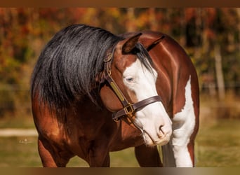 American Quarter Horse, Giumenta, 3 Anni, Baio