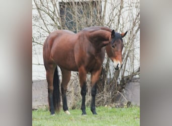 American Quarter Horse, Giumenta, 3 Anni, Baio