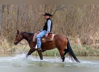 American Quarter Horse, Giumenta, 3 Anni, Baio scuro