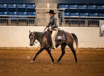 American Quarter Horse, Giumenta, 3 Anni, Grigio