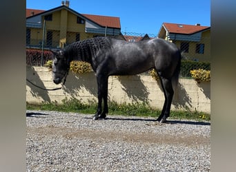 American Quarter Horse, Giumenta, 3 Anni, Grigio