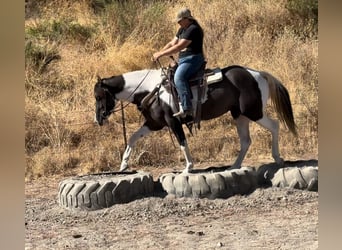 American Quarter Horse, Giumenta, 3 Anni, Grullo