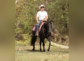 American Quarter Horse, Giumenta, 3 Anni, Morello