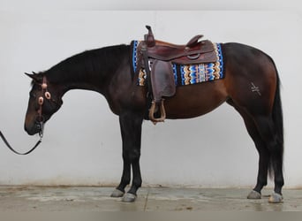 American Quarter Horse, Giumenta, 3 Anni, Morello