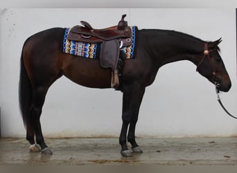 American Quarter Horse, Giumenta, 3 Anni, Morello