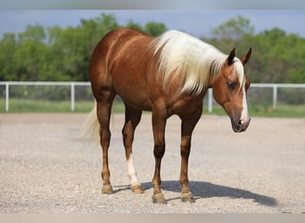 American Quarter Horse, Giumenta, 3 Anni, Palomino
