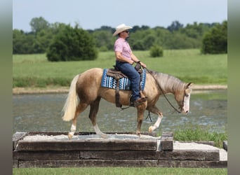 American Quarter Horse, Giumenta, 3 Anni, Palomino