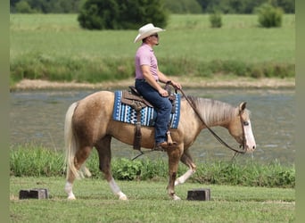 American Quarter Horse, Giumenta, 3 Anni, Palomino