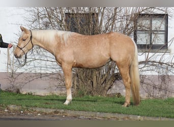 American Quarter Horse, Giumenta, 3 Anni, Palomino