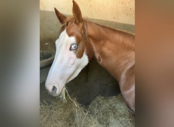 American Quarter Horse, Giumenta, 3 Anni, Pezzato