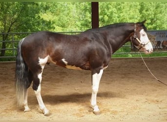 American Quarter Horse, Giumenta, 3 Anni, Pezzato