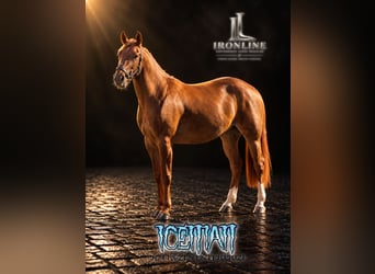 American Quarter Horse, Giumenta, 3 Anni, Red dun
