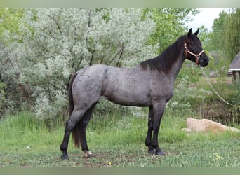 American Quarter Horse, Giumenta, 3 Anni, Roano blu