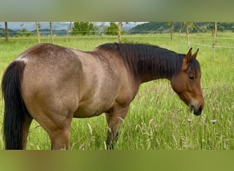 American Quarter Horse, Giumenta, 3 Anni, Roano rosso