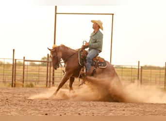 American Quarter Horse, Giumenta, 3 Anni, Roano rosso