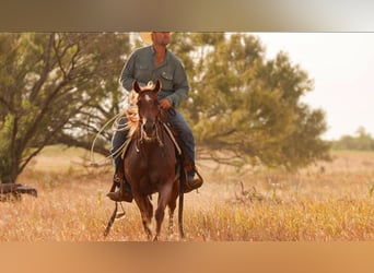 American Quarter Horse, Giumenta, 3 Anni, Roano rosso