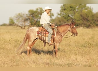 American Quarter Horse, Giumenta, 3 Anni, Roano rosso