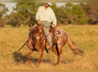 American Quarter Horse, Giumenta, 3 Anni, Roano rosso