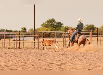 American Quarter Horse, Giumenta, 3 Anni, Roano rosso