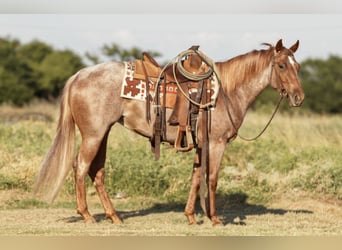 American Quarter Horse, Giumenta, 3 Anni, Roano rosso