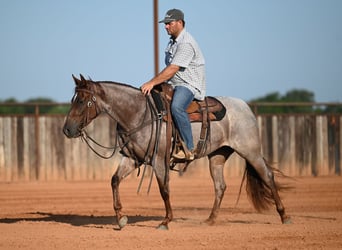 American Quarter Horse, Giumenta, 3 Anni, Roano rosso