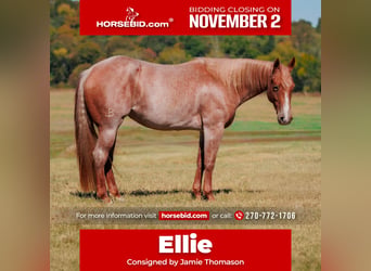 American Quarter Horse, Giumenta, 3 Anni, Roano rosso