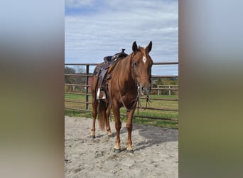 American Quarter Horse, Giumenta, 3 Anni, Sauro ciliegia