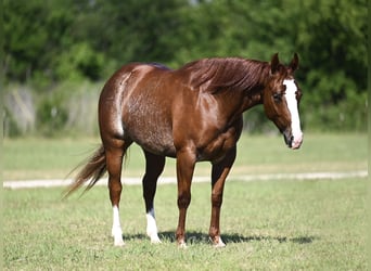 American Quarter Horse, Giumenta, 3 Anni, Sauro ciliegia