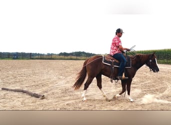 American Quarter Horse, Giumenta, 3 Anni, Sauro ciliegia