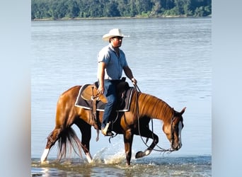 American Quarter Horse, Giumenta, 3 Anni, Sauro ciliegia