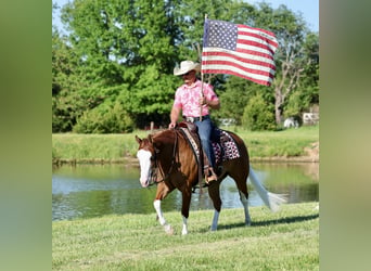 American Quarter Horse, Giumenta, 3 Anni, Sauro ciliegia