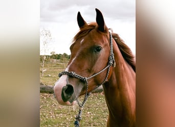 American Quarter Horse, Giumenta, 3 Anni, Sauro