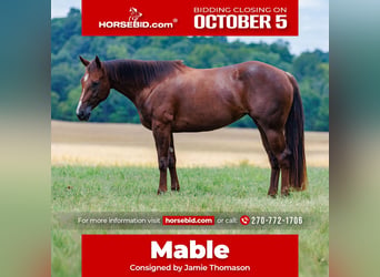 American Quarter Horse, Giumenta, 3 Anni, Sauro scuro