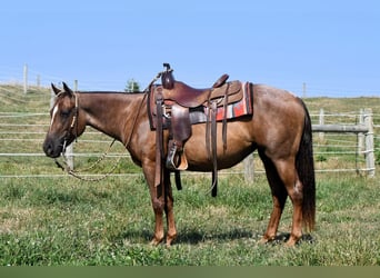 American Quarter Horse, Giumenta, 4 Anni, 140 cm, Roano rosso