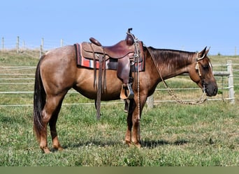 American Quarter Horse, Giumenta, 4 Anni, 140 cm, Roano rosso