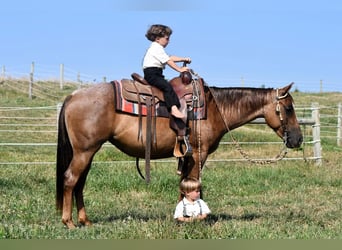 American Quarter Horse, Giumenta, 4 Anni, 140 cm, Roano rosso