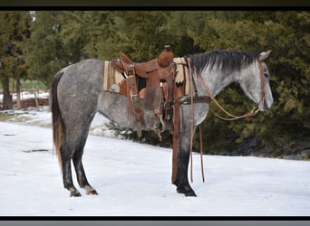 American Quarter Horse, Giumenta, 4 Anni, 142 cm, Grigio