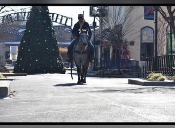 American Quarter Horse, Giumenta, 4 Anni, 142 cm, Grigio