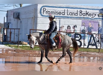 American Quarter Horse, Giumenta, 4 Anni, 142 cm, Grigio