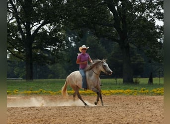 American Quarter Horse, Giumenta, 4 Anni, 142 cm, Grigio